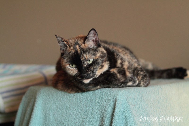 Maya_printer 09-12-2013_1500