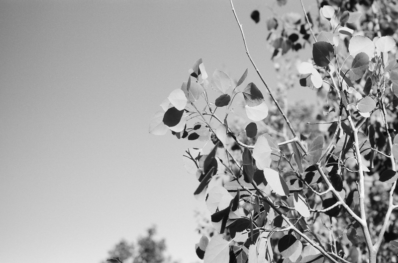 Quaking Aspen