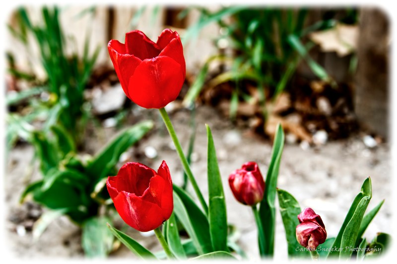 Easter Tulips-web