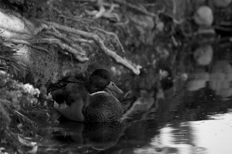 Snedeker_Project1__30