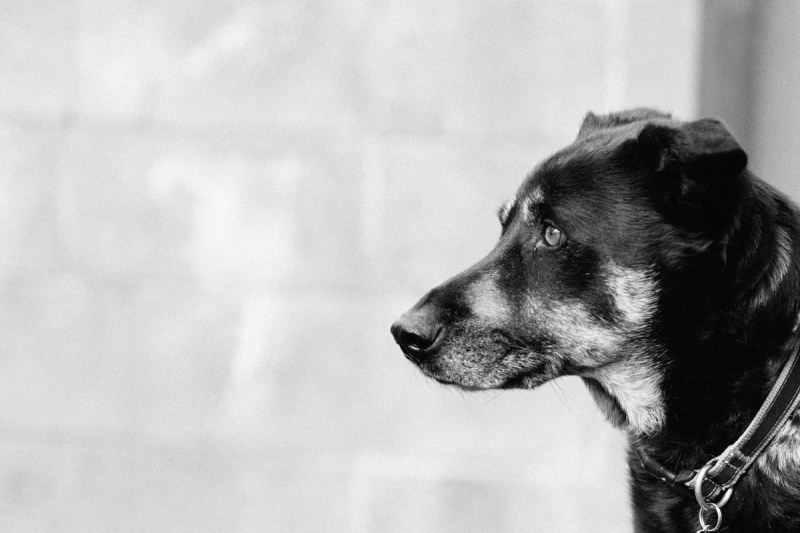 Fuji Neopan 400 Night-Tungsten