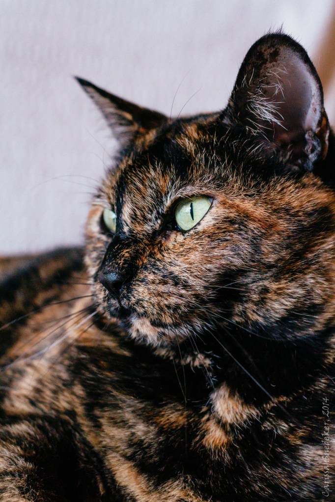 Jezzie Provia 100F fade