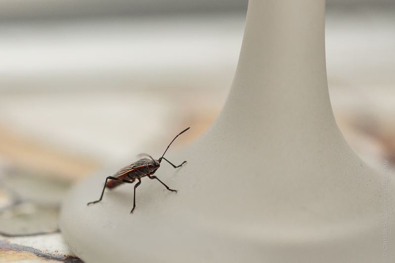 Boxelder-06-28-2015-1