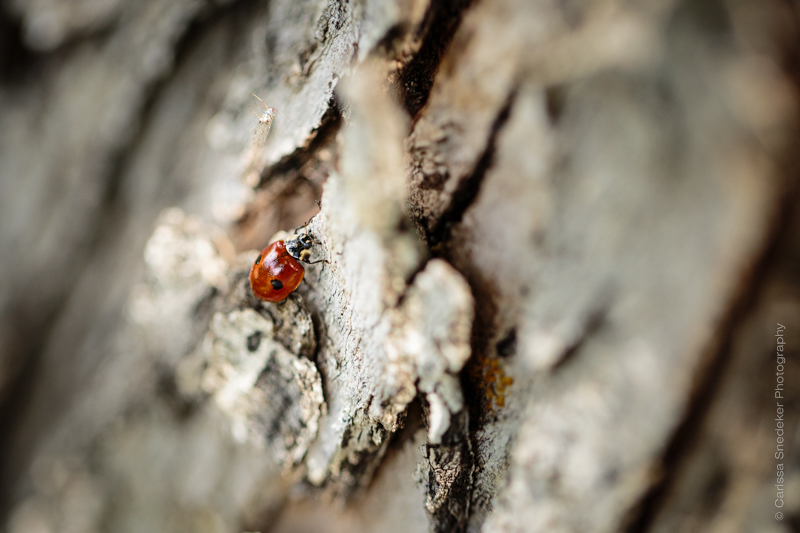 RARA Dinner (39 of 57)