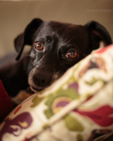 nina_2016-11-13-1-l1