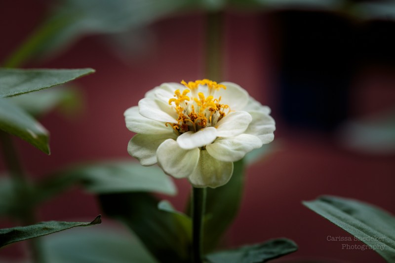 Zinnia-1