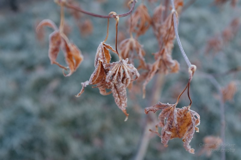 frostyleaves