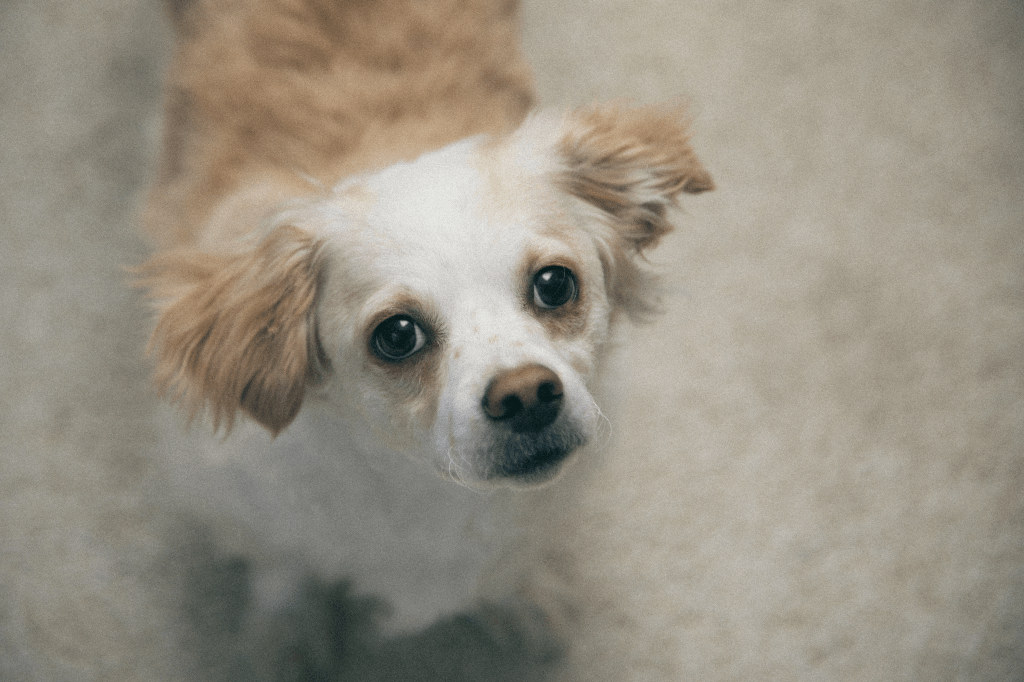 Cream and tan dog looking into camera